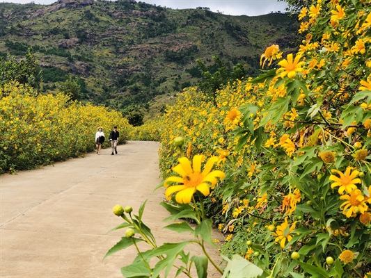 Mùa hoa dã quỳ ở Tây Nguyên